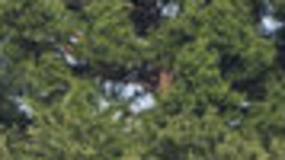 Teksas'ta uçak kazası: 10 ölü