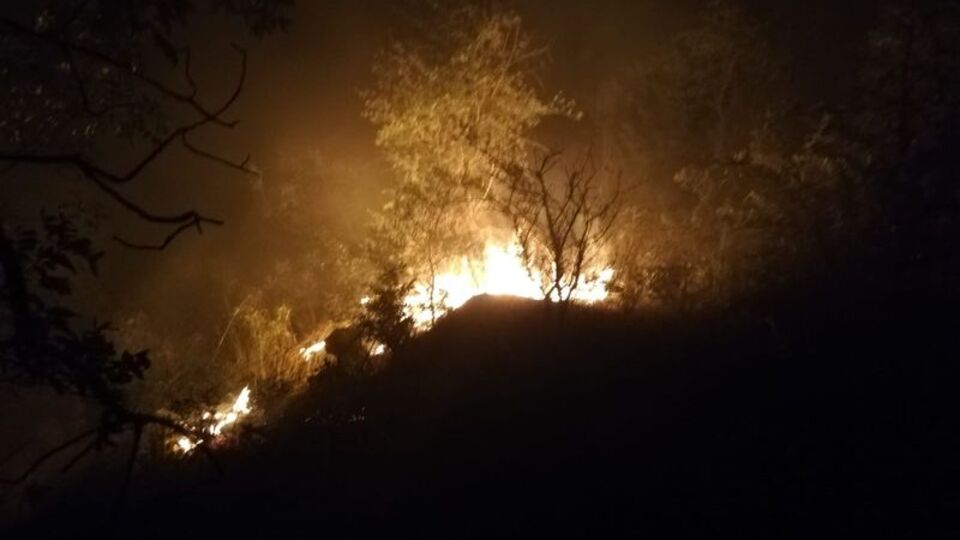 Manisa'da orman yangını