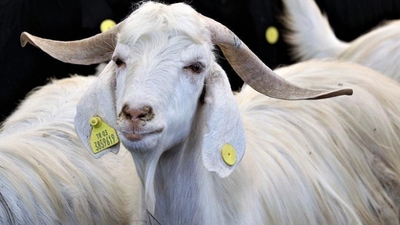 2019 Kurban Bayramı ne zaman?