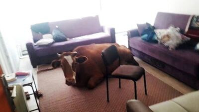 İnek 112 Acil Servisi'ne girince...