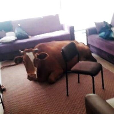 İnek 112 Acil Servisi'ne girince...