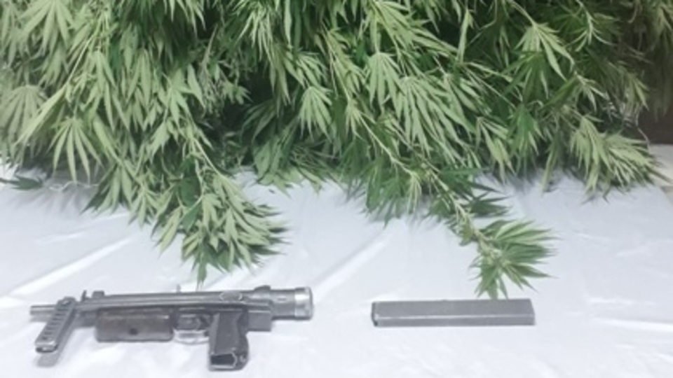 Jandarma bin 600 kök kenevir ele geçirdi