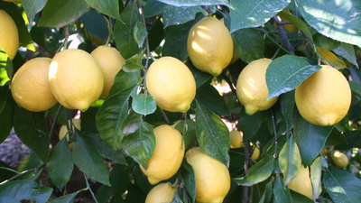 Haziran ayının zam şampiyonu limon