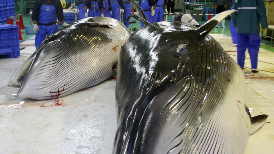 Japonya'da balina avı yasağı kalktı