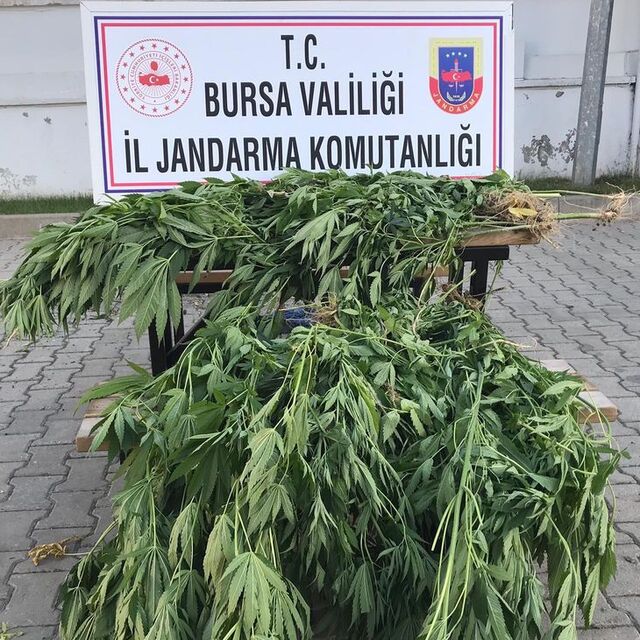 Bursa'da Hint keneviri operasyonu