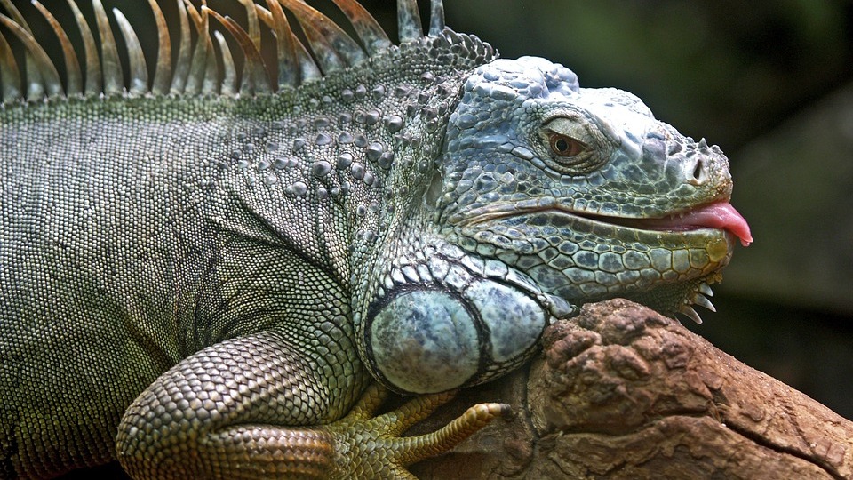 ABD'de 'iguanaları öldürün' çağrısı!