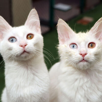 İşte şaşırtan gerçek