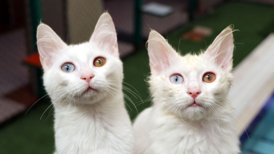 İşte şaşırtan gerçek