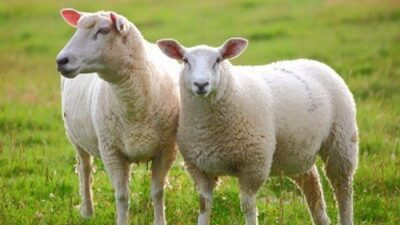 Kurban Bayramı hangi gün, kaç gün tatil olacak?