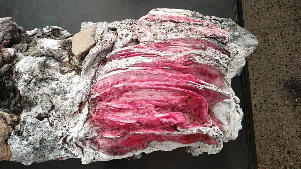 Yüzerken kayaların arasında bulmuştu! Sırrı çözüldü