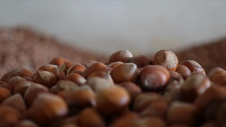 Fındıkta 5 milyar dolarlık ihracat hedefi