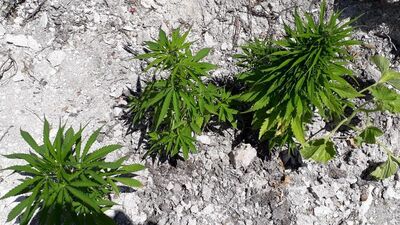 Kars'ta uyuşturucu operasyonu