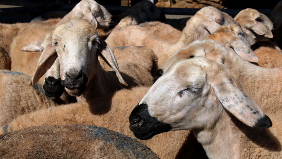 2019 Kurban Bayramı ne zaman?