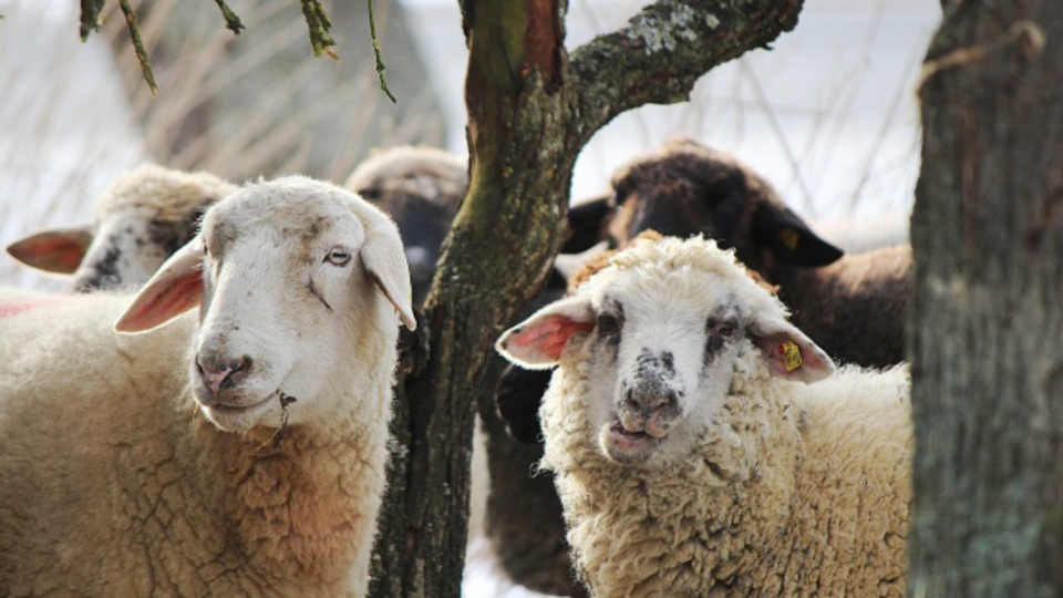 Kurban bayramı ne zaman, kaç gün tatil?