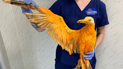 Egzotik kuş sanıp hastaneye götürdüler!