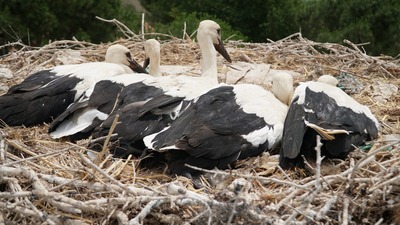13 bin leyleğe yuva!