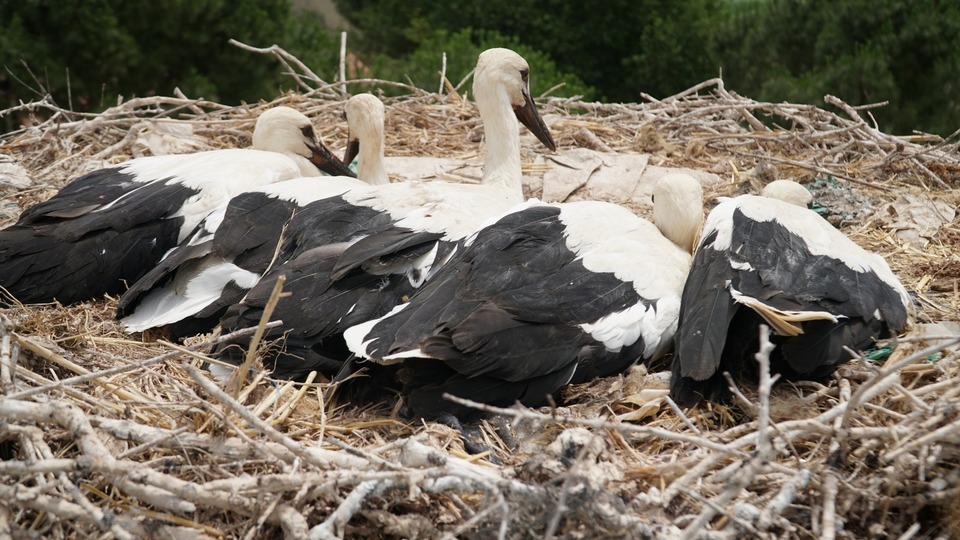 13 bin leyleğe yuva!