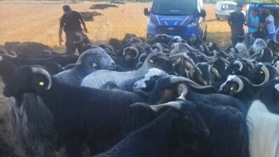 Kayıp keçiler drone ile bulundu