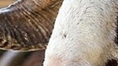 Kurban Bayramı tarihi ne zaman 2019