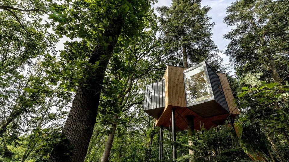 Ağacın üstüne otel yaptılar!