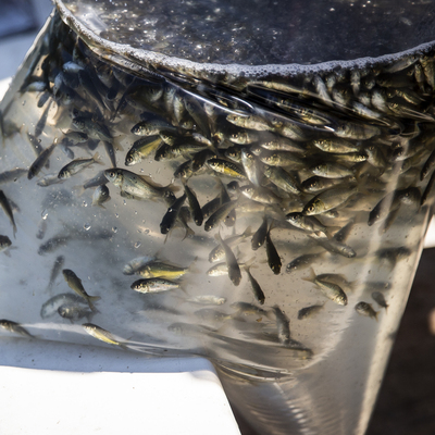 278 bin 500 tanesi tek seferde bırakıldı