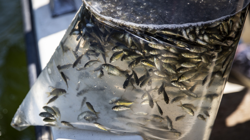 278 bin 500 tanesi tek seferde bırakıldı