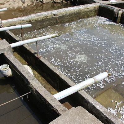 'Bunun adı zalimlik' 150 bin balık öldü