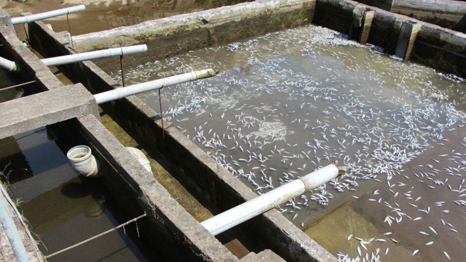 'Bunun adı zalimlik' 150 bin balık öldü