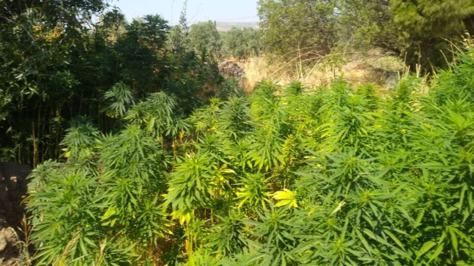 Tekirdağ'da uyuşturucu operasyonu