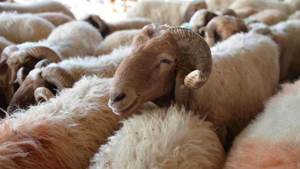 Kurban Bayramı tarihi 2019 takvimi nedir?