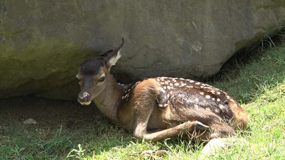 Plastik yiyen 9 geyik hayatını kaybetti
