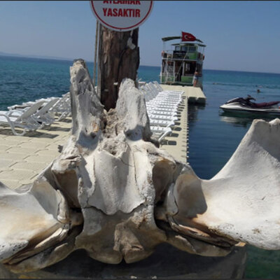 Yüzerken denizin dibinde rastladı