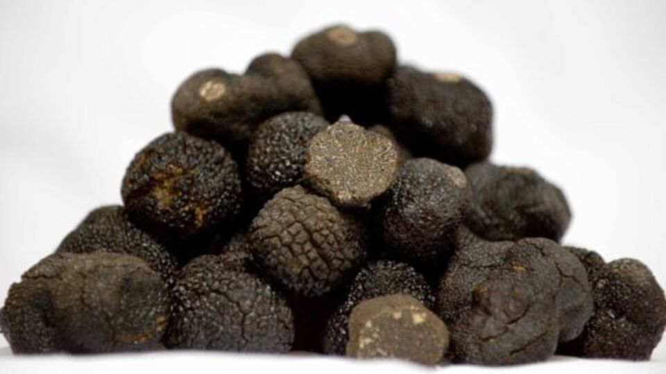 Trüf mantarı nedir?