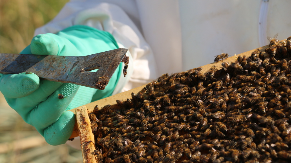 Kraliçelerini arayan arılar paniğe neden oldu!