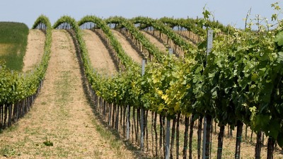 En hızlıları 'topraktan' geldi