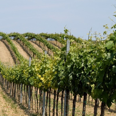 En hızlıları 'topraktan' geldi