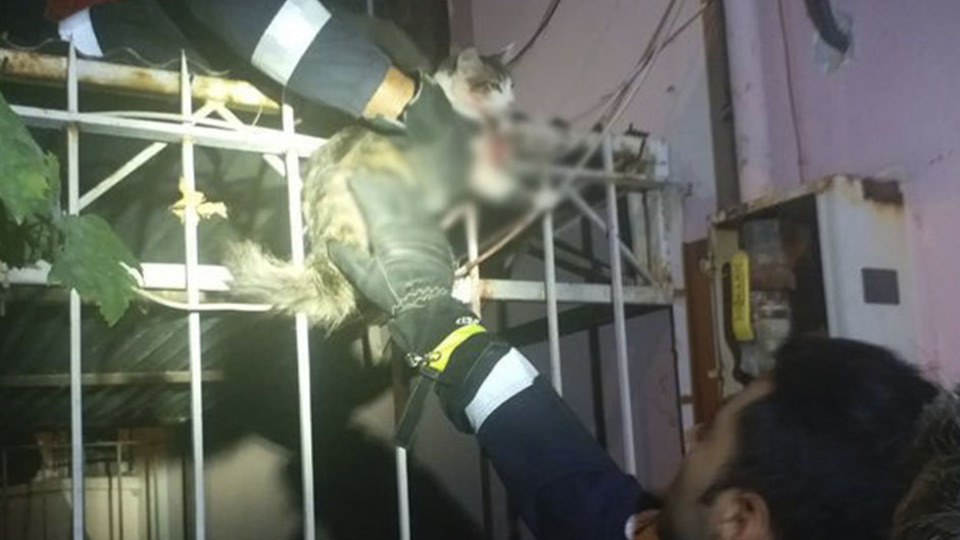 Boğazı demire saplanan kediyi itfaiye kurtardı