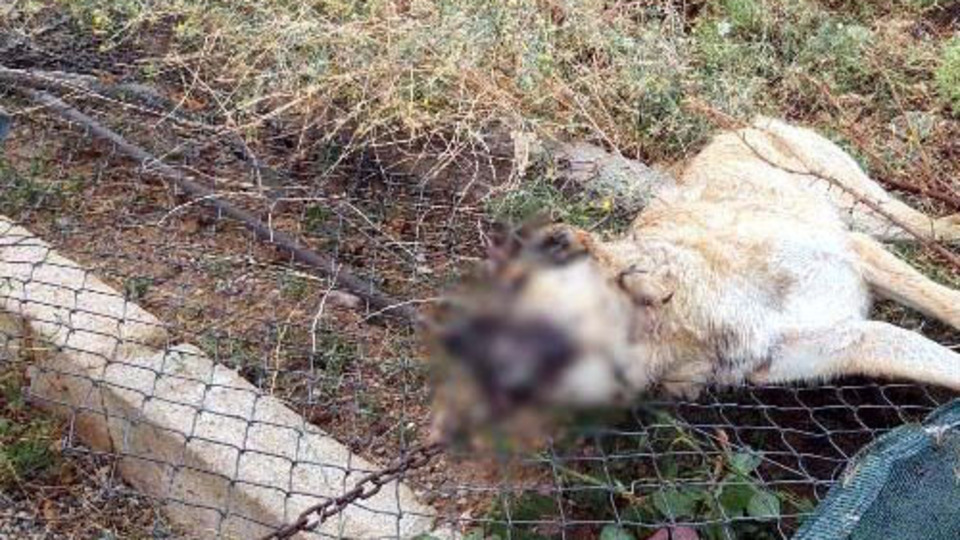 Şiddetli fırtına köpeği öldürdü