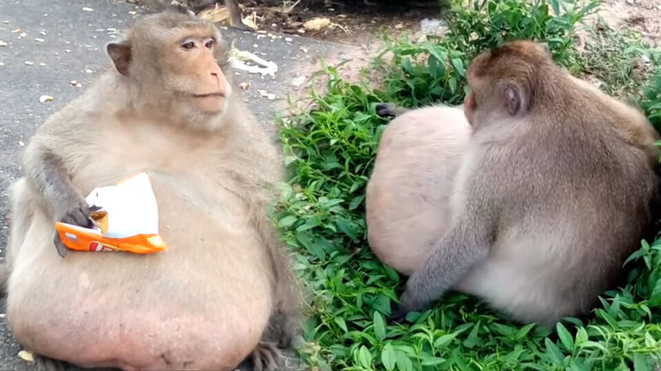 O ülke obez maymunu arıyor!