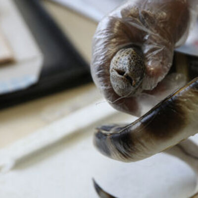 Okyanusu aştı... Antalya'da ağa takıldı