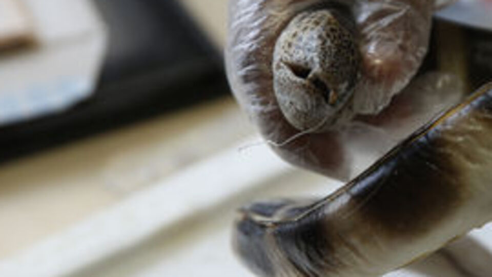 Okyanusu aştı... Antalya'da ağa takıldı