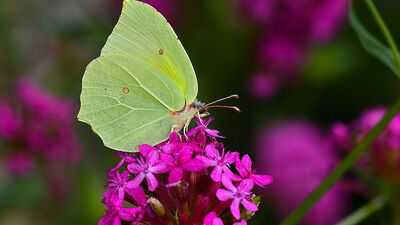 O ilde ilk kez tespit edildi