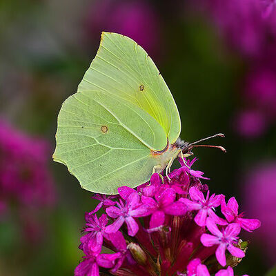 O ilde ilk kez tespit edildi