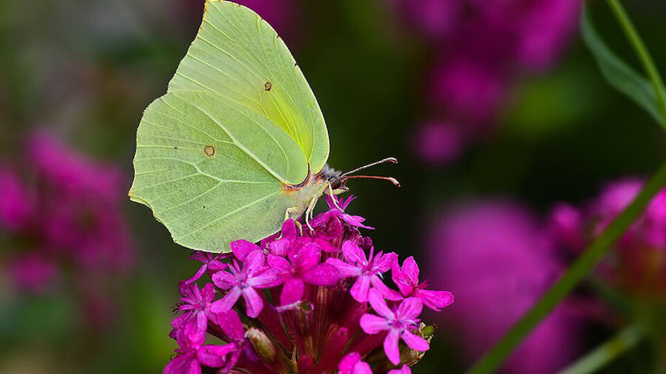 O ilde ilk kez tespit edildi