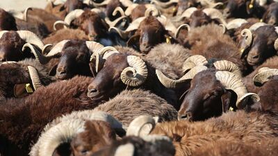 Küçükbaş kurbanlıklarda fiyat belli oldu