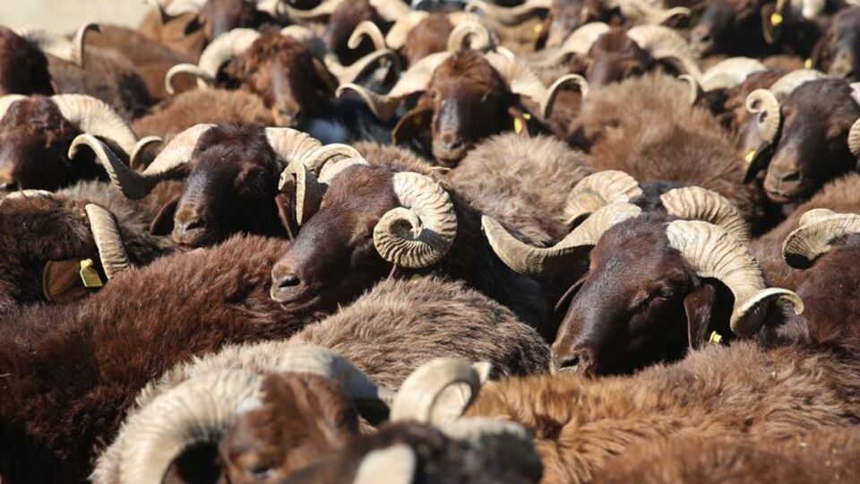 Küçükbaş kurbanlıklarda fiyat belli oldu