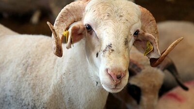 Kurban Bayramı ne zaman 2019?