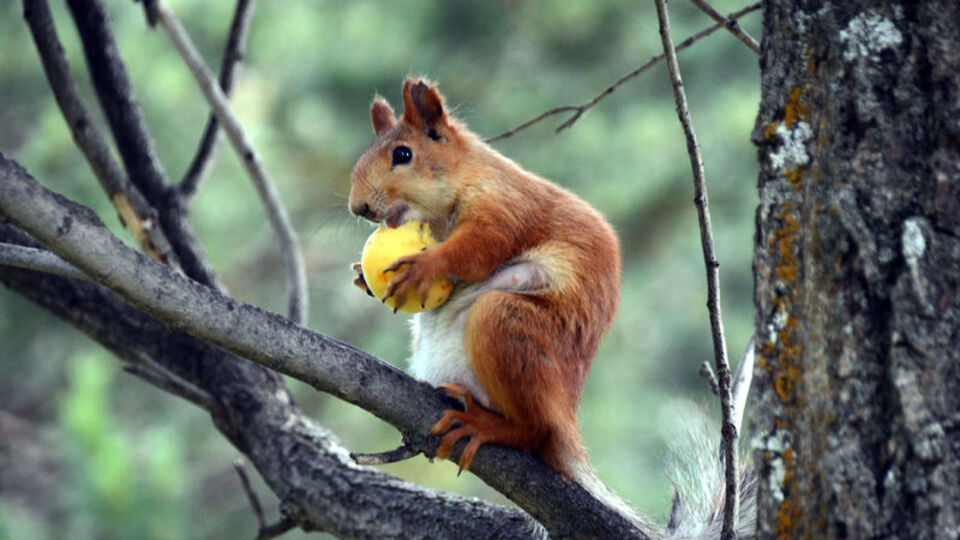 Kayısı yiyen sincaplar renkli görüntüler oluşturdu