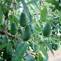 Amerikan armudu nedir?