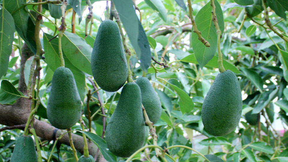 Amerikan armudu nedir?